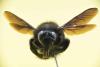 Xylocopa violacea